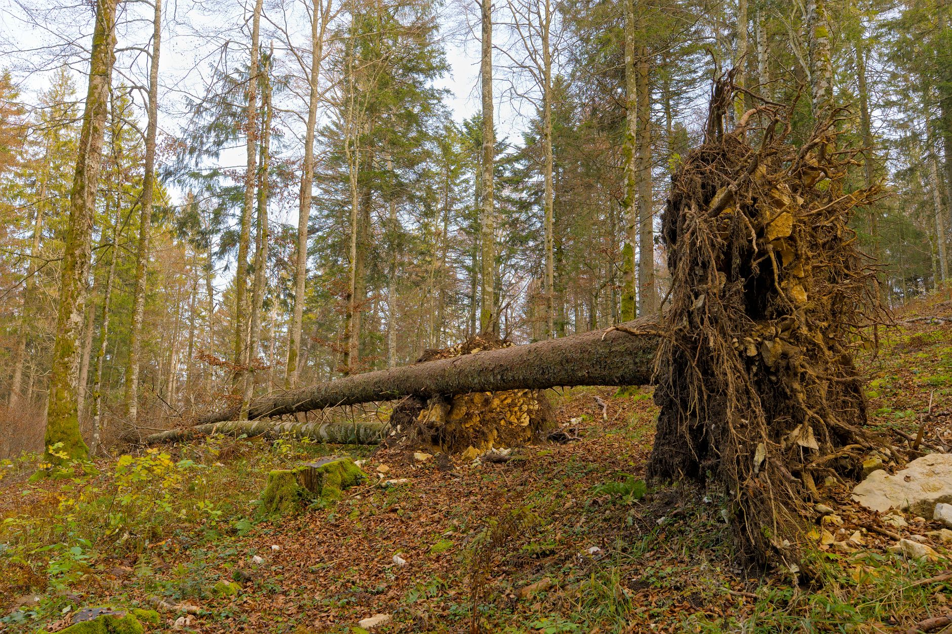 Enlèvement arbre urgence à Montigny-le-Bretonneux